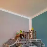 4 tolle Wellis suchen neues Zuhause Bild 7