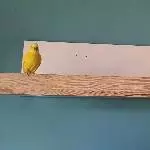4 tolle Wellis suchen neues Zuhause Bild 3