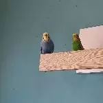 4 tolle Wellis suchen neues Zuhause Bild 4