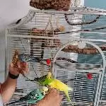 4 tolle Wellis suchen neues Zuhause Bild 2