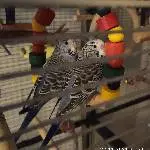 zwei Wellensittichküken Bild 1