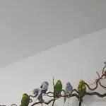DRINGEND 6 Wellis mit Zubehör Bild 1