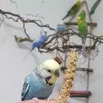 DRINGEND 6 Wellis mit Zubehör Bild 3