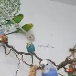DRINGEND 6 Wellis mit Zubehör Bild 2