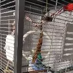 Welli-Hahn Freddy sucht ein Zuhause mit Partner(in) Bild 1