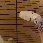 2 Wellis aus Nachlass ( Pärchen) Bild 2