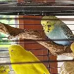 Hans-Peter und Lemon suchen ein neues zuhause Bild 2