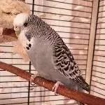 Welli-Henne Perlchen sucht ein neues Zuhause Bild 1