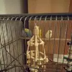 4 Wellis suchen Schweren Herzens ein Zuhause Bild 1