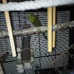 4 Wellensittiche suchen ein neues Zuhause Bild 4