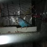 4 Wellensittiche suchen ein neues Zuhause Bild 3