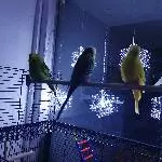 3 Wellifreunde suchen ein neues Zuhause  Bild 2