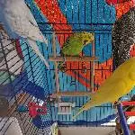 3 Wellifreunde suchen ein neues Zuhause  Bild 1
