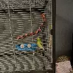2 Wellensittiche abzugeben Bild 2