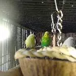 Ein Pärchen 3 Jahre sucht ein neues zu Hause Bild 2