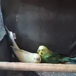 Ein Pärchen 3 Jahre sucht ein neues zu Hause Bild 4