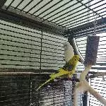 Wellihenne Tina sucht ein neues Zuhause Bild 1