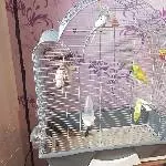 2 Wellis in liebevolle Hände abzugeben Bild 2