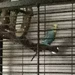 Einsame Henne Krümel sucht ein neues Zuhause mit mindestens einem Partner  Bild 1
