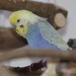 Rainbow Wellensittich Hahn sucht neues Zuhause Bild 1