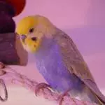 Rainbow Wellensittich Hahn sucht neues Zuhause Bild 2