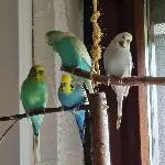2 Hähne und 2 Hennen Odenwald bei Erbach Bild 2