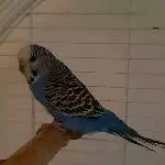 Welli-Henne Nala sucht ein neues Zuhause Bild 1