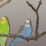 3 Wellensittiche abzugeben, gelb Henne & blau Hahn und 1 Handicap Welli Bild 3