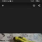 3 Wellensittiche abzugeben, gelb Henne & blau Hahn und 1 Handicap Welli Bild 2