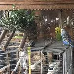 Suche neues Zuhause für zwei Hähne , gerne im Schwarm Bild 1