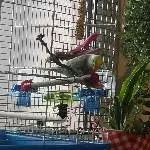 Welli sucht ein Zuhause  Bild 5