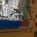 Welli sucht ein Zuhause  Bild 7