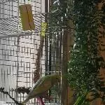 Welli sucht ein Zuhause  Bild 3