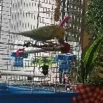 Welli sucht ein Zuhause  Bild 6