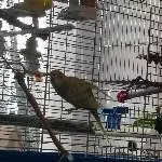 Welli sucht ein Zuhause  Bild 2