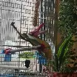 Welli sucht ein Zuhause  Bild 4