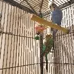 2 Wellensittiche abzugeben Bild 1