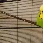 Welli-Hahn Bernhard sucht neues Zuhause Bild 2