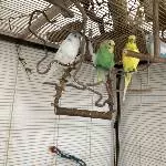 3 Wellis suchen neues Zuhause in Schleswig-Holstein Bild 4