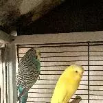 Zwei Wellis in Schwarm abzugeben Bild 1
