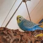 Wellensittich Weibchen sucht ein neues Zuhause Bild 1