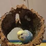 Wellensittich Weibchen sucht ein neues Zuhause Bild 2