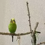 Neo sucht ein neues Zuhause Bild 1