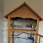 2 Wellensittiche (Pärchen) 10 Monate suchen Körnergeber Bild 1