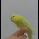 2 Wellensittiche (Pärchen) 10 Monate suchen Körnergeber Bild 2