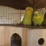 2 Wellensittiche (Pärchen) 10 Monate suchen Körnergeber Bild 4
