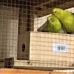 2 Wellensittiche (Pärchen) 10 Monate suchen Körnergeber Bild 3