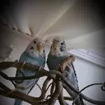 Süsses Wellipärchen abzugeben Bild 3