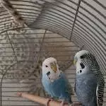 Süsses Wellipärchen abzugeben Bild 5