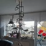 4 Wellensittiche brauchen ein neues Zuhause  Bild 1
